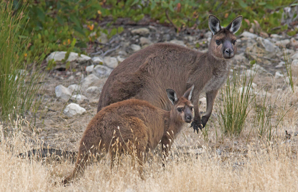 Kangaroos, Hanson Bay Wildlife Sanctuary, Kangaroo Island