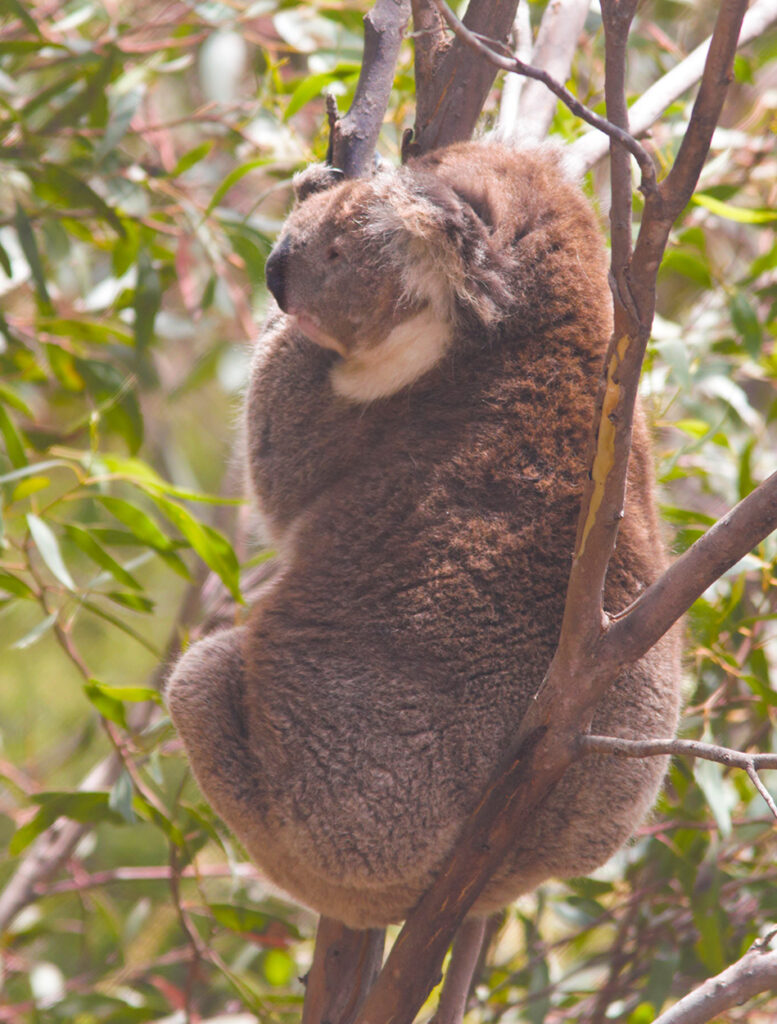 Koala in tree. Vivonne Bay, Kangaroo Island