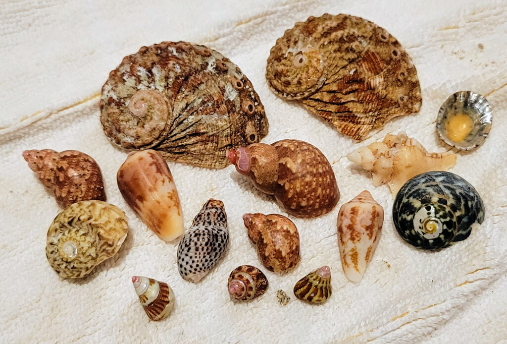 Shells found on Vivonne Bay Beach, Kangaroo Island