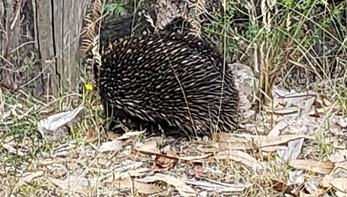 The back of an echidna