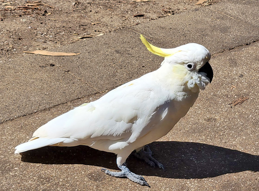 Sulpher-crested Cockatoo