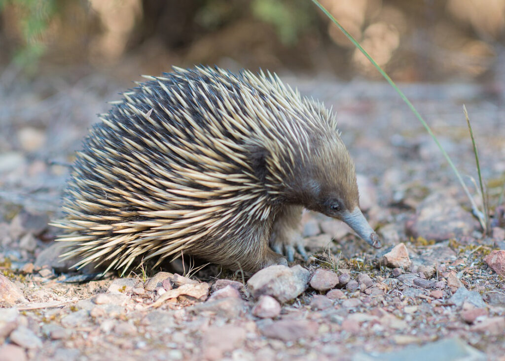 Echidna