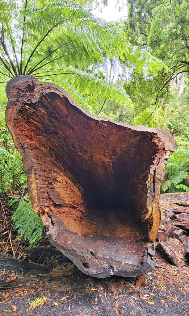 Fallen Tree at Maits Rest