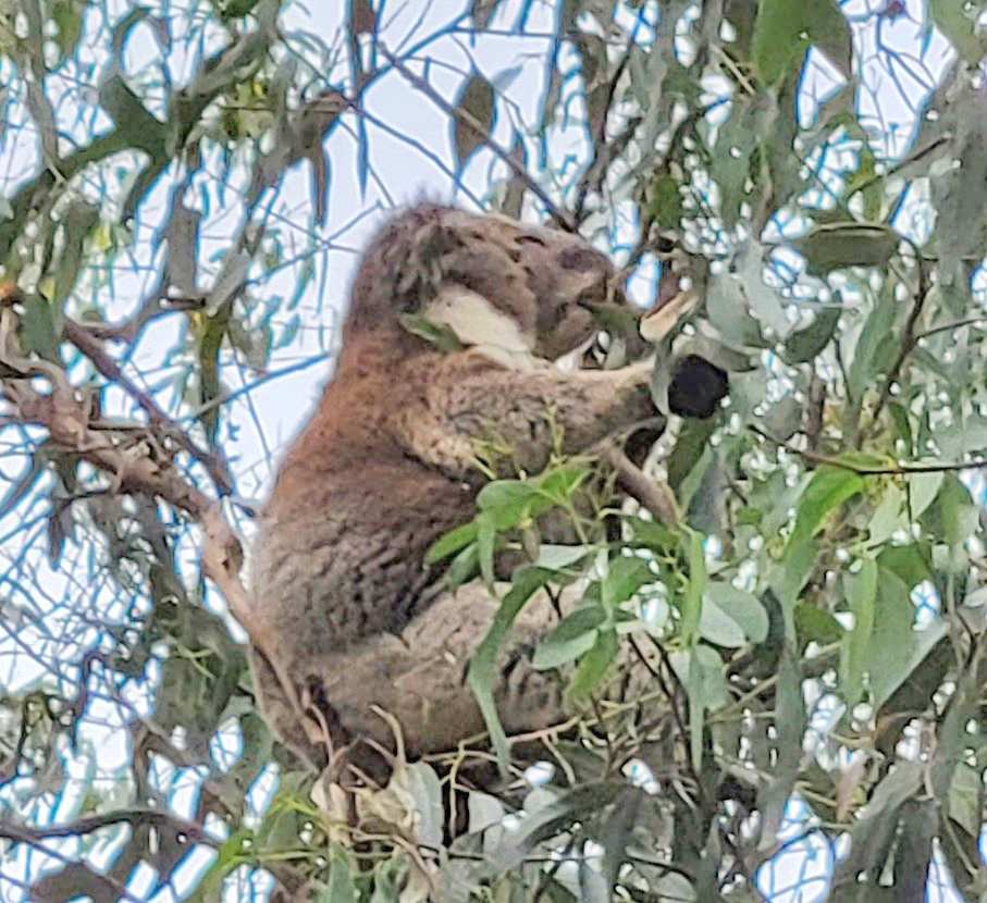 Koala in a tree in Kennett River, Victoria, Australia