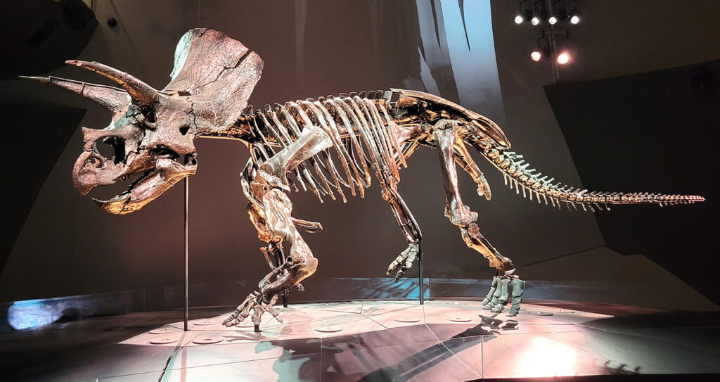 Triceratops in the Melbourne Museum