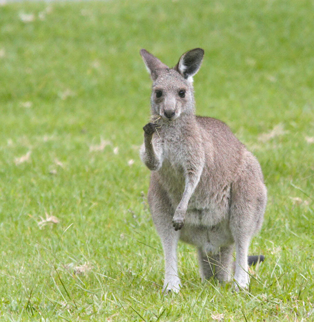 Baby Kangaroo at Bendeela Recreation Area, New South Wales, Australia