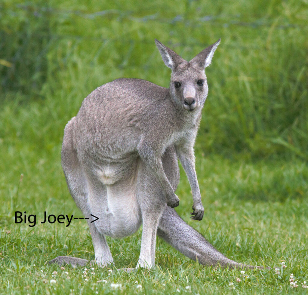 Mother Kangaroo carrying a large joey in her pouch