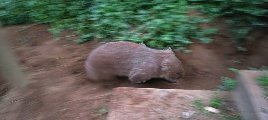 Running Wombat