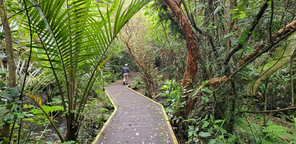 Walking path through Zealandia Park in Wellington, New Zealand