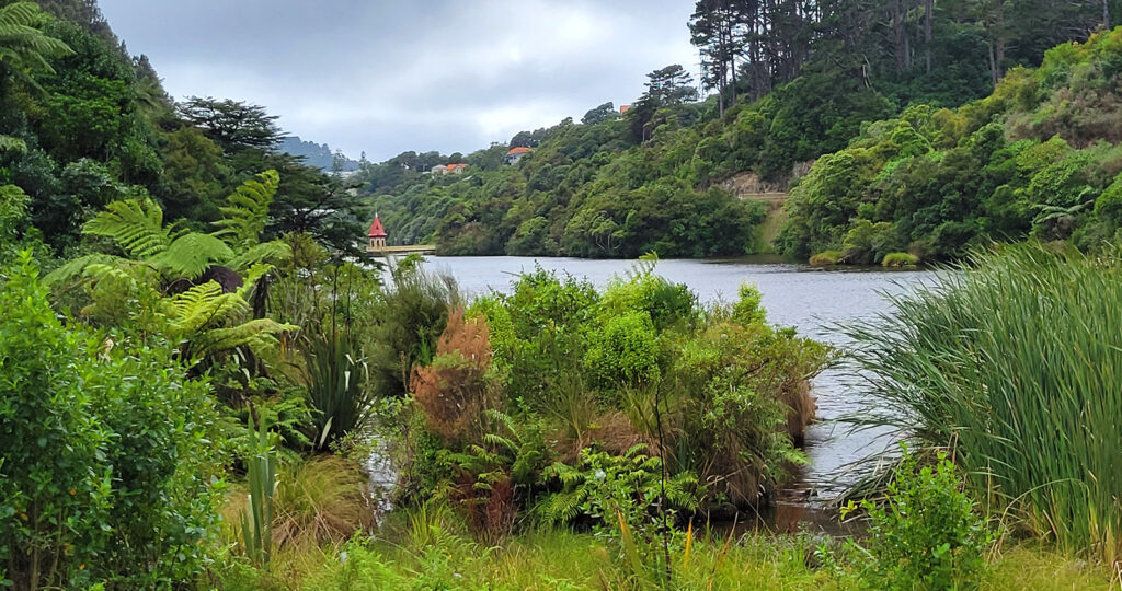 Scenery inside Zealandia Park, Wellington, New Zealand