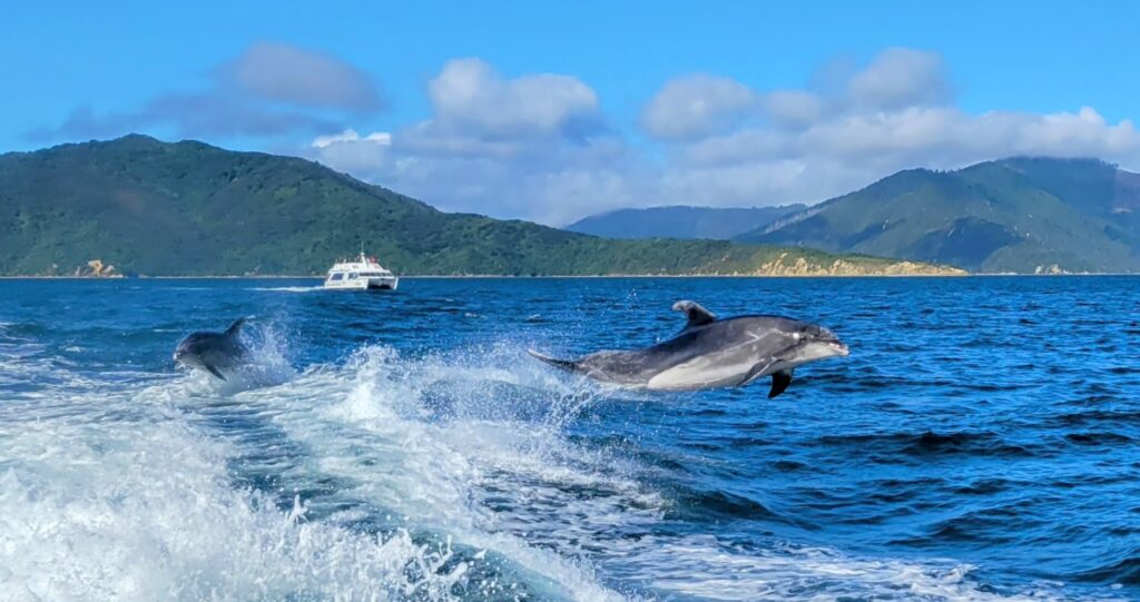 Two dolphin jumping out of the water as they follow a boat in Marlborough Sounds