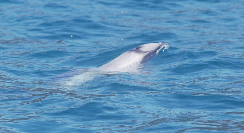 Hectors dolphin swimming in Queen Charlotte Sound, New Zealand