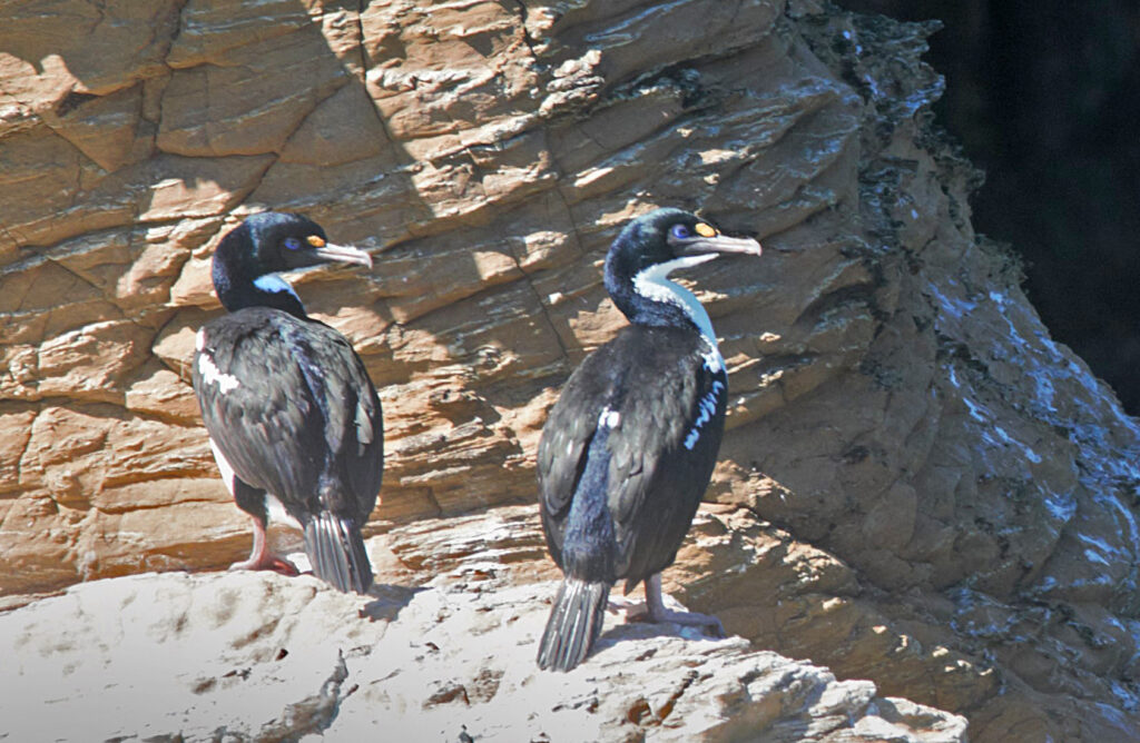 Two king shags standing on a rock outcropping in Queen Charlotte Sound, NZ