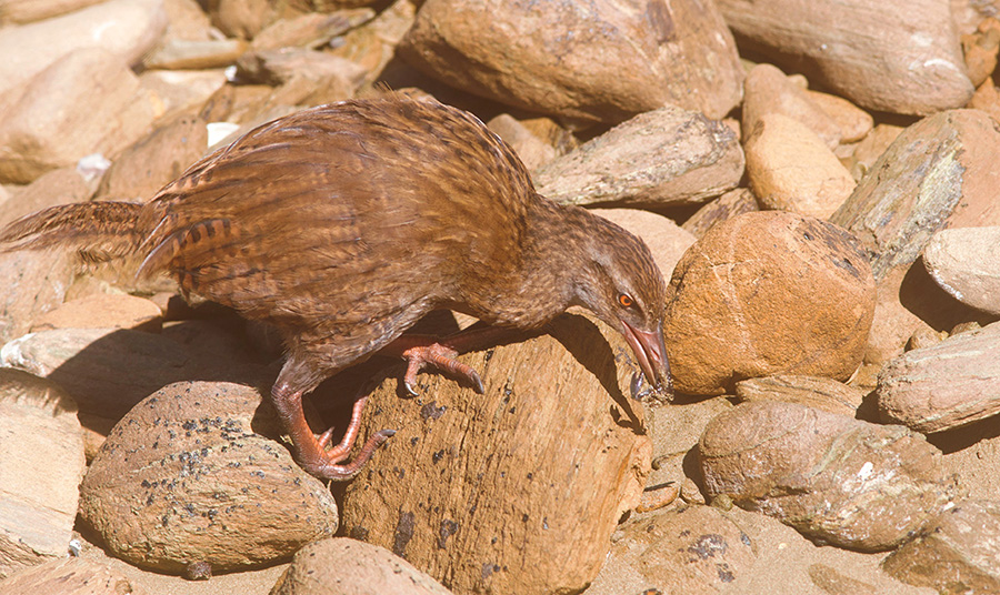 Western Weka holding a small crab.