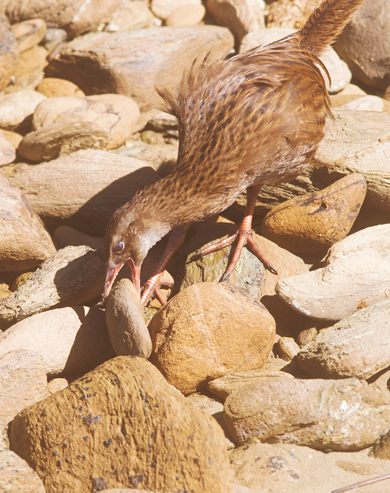 A western weka picking up a rock at Ship Cove, Queen Charlotte Sound, New Zealand
