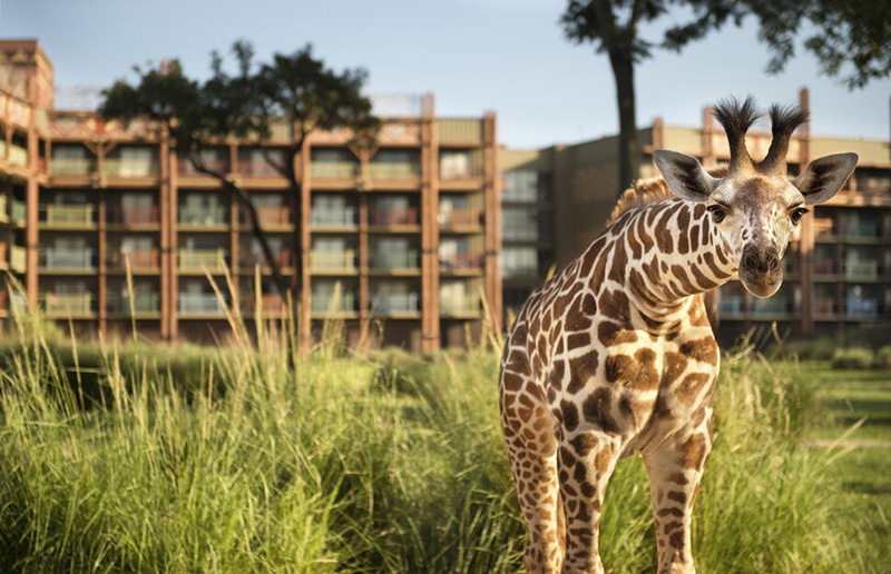 Close-up of a giraffe looking into the camera with Disney's Animal Kingdom Lodge in the background.