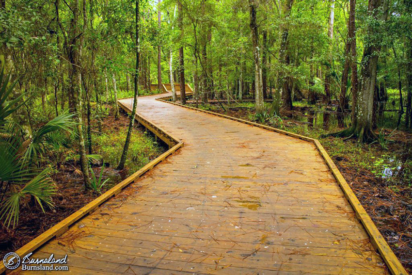 A winding boardwalk through woods on the Shingle Creek Trail, Orlando, FL