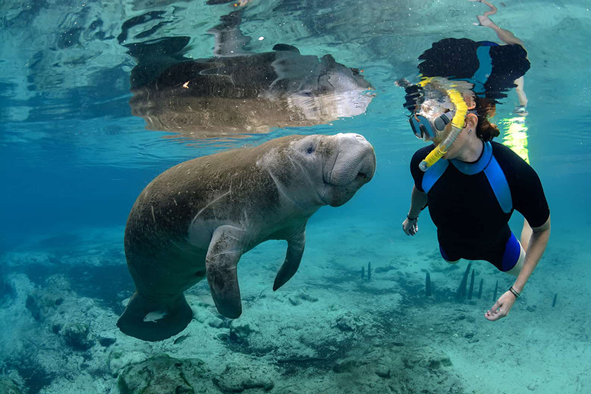 Underwater photo of a woman snorkeling alongside a baby manatee