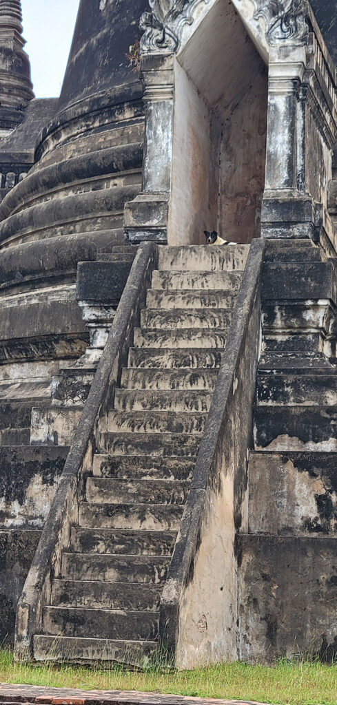A stray dog sitting at the top of steep steps leading up to a temple