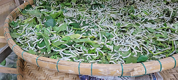 Silkworms on top of leaves in a shallow bamboo basket.