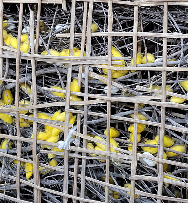 Silkworm cocoons in a wooden rack.