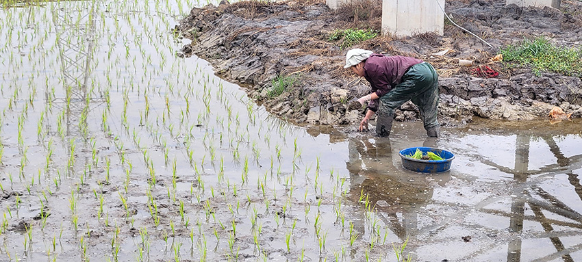 A woman standing in the mud planting young rice plants
