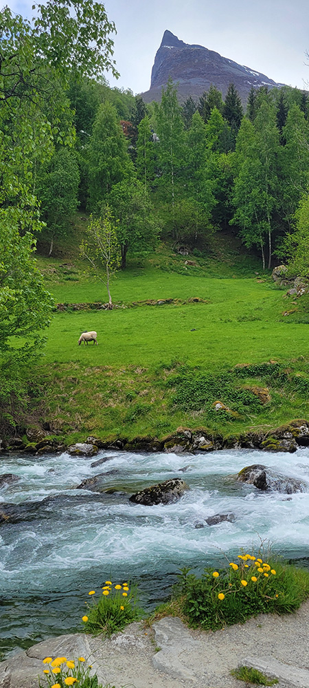 A meadow with sheep grazing with a mountain peak in the background and a stream and flowers in the foreground.