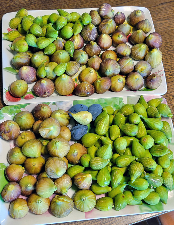 Two large trays filled with two kinds of figs.