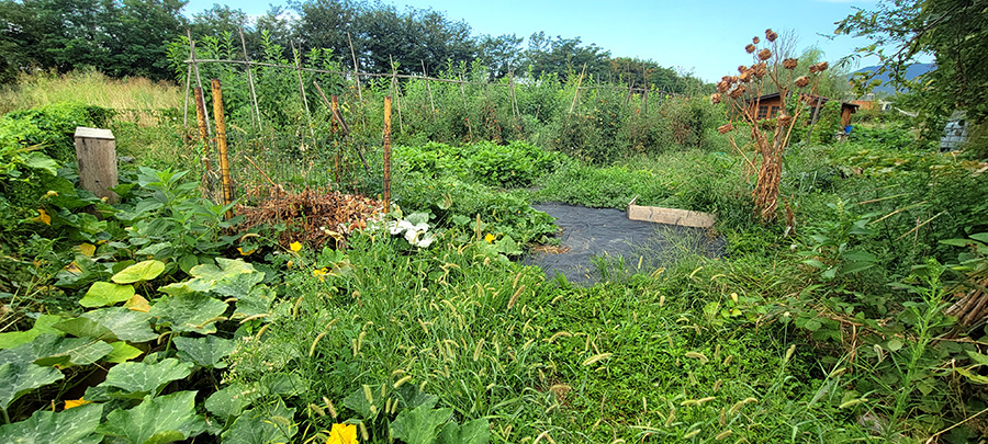 A big vegetable garden with lots of weeds.