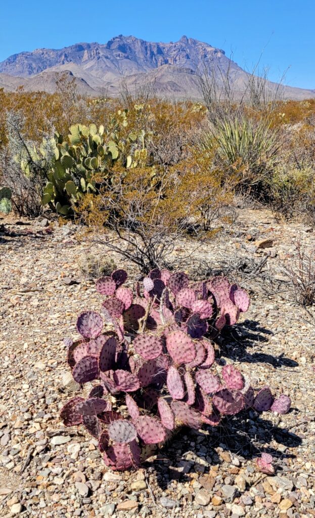 Pink cactus and a green cactus.