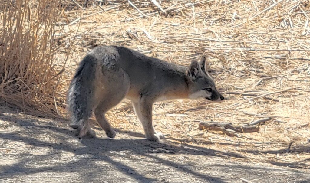 A gray fox