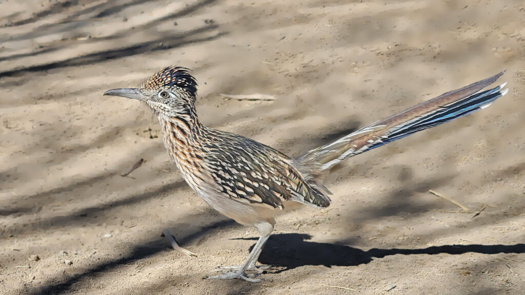 a greater roadrunner